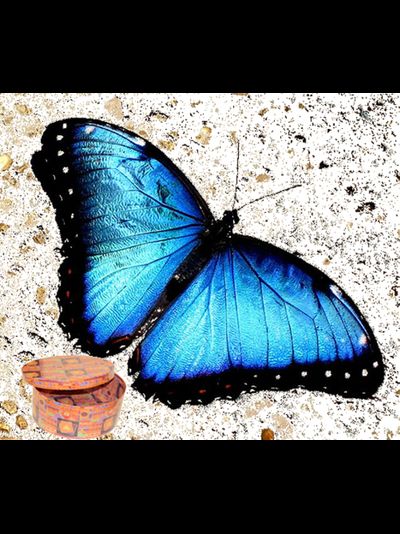 Разноцветный салют из 30 шт. бабочек. Микс из самых разных бабочек.