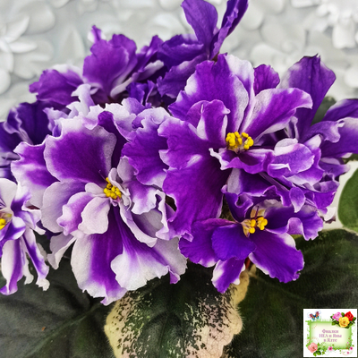 ВаТ-Морской Стиль (Т. Валькова) 2019 г.