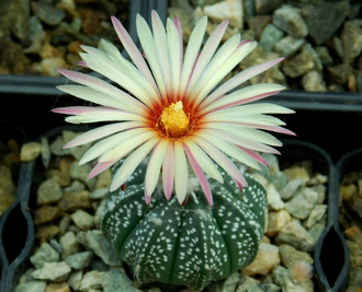 Astrophytum (CAPAS type X ASRF) (1004) - 10 семян