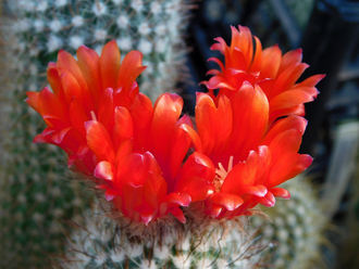 Parodia catamarcensis VG-183 - 10 семян