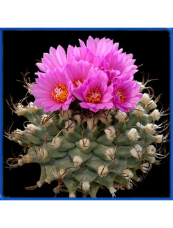 Turbinicarpus