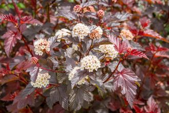 Шух пузыреплодник  калинолистный (Physocarpus opulifolius Schuch)
