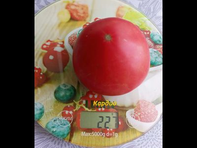 Томат Кардио