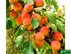 Абрикос "Восточно-Сибирский"