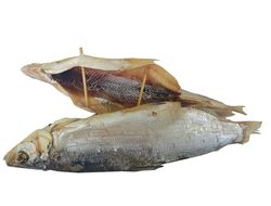 Пелядь ВЯЛЕНАЯ крупная потрошеная "FISHSTORE"