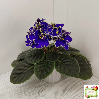 ЛЕ-Прекрасная Креолка (Е. Лебецкая) 2009 г