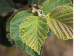 Гамамелис экстракт (листья)