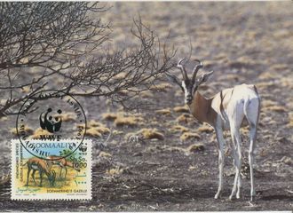 КМ. Сомали. Газели