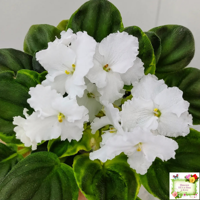 OS-Джунгарик (С.Осипова) (клакамас с кроновой пестролистностью)