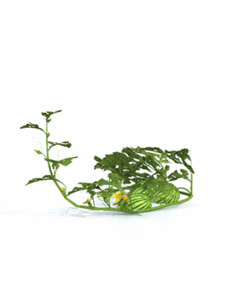 рассада Арбузы 1