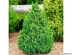 Ель канадская Conica - фото хвои - красовский-сад.рф