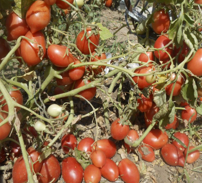 Томат Колокола России