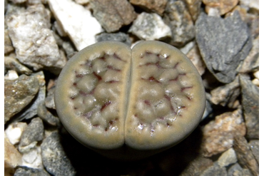 Lithops schwantesii ssp. schwantesii v. urikosensis `kunjasensis`C248
