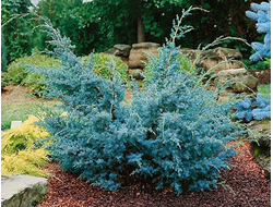 Можжевельник китайский Blue alps, C2