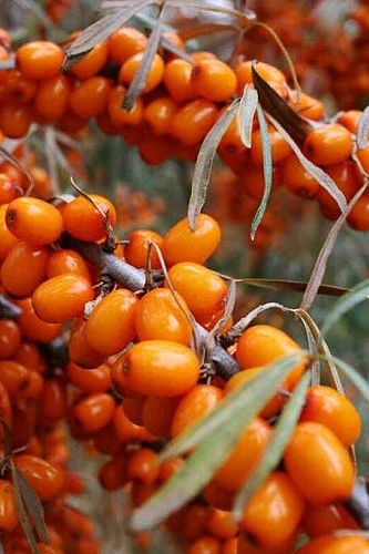 Облепиха Москвичка