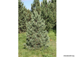 Сосна кедровая фото в ландшафте красовский-сад.рф