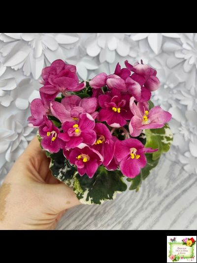 ЛЕ-Фруктовая Мармеладка (Е.Лебецкая) 2017 г. (пестролистный гёрл)