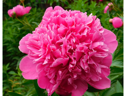 Пион Dr. Alexander Fleming (Александр Флеминг) ?