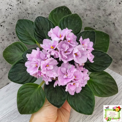 Hunter's Vertigo (K. Muzalewski)