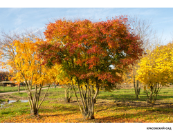 Клён Гиннала - Ginnala