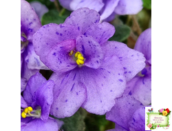 Skagit Victory Trails (W. Lindstrom)  (5659) 01/30/1984 трейлер