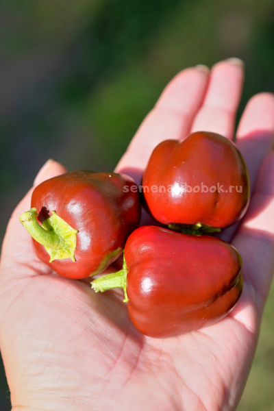 Перец Сладкий Mini Bell Сhocolate (Мини Белл Шоколадный), 10 шт