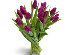 15 фиолетовых тюльпан