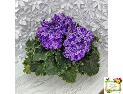 АВ-Озерная Фея (Фиалковод) 2017 г.