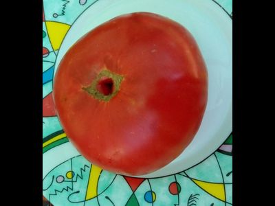 Томат Мир Марианны (Marianna's Peace)