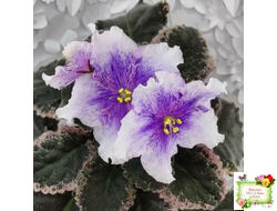 Dn-Love Time (Д. Денисенко) химера (стартер из пасынка)