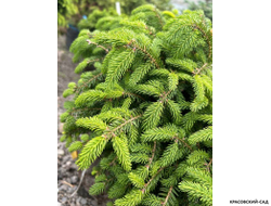 Ель Нидиформис Nidiformis