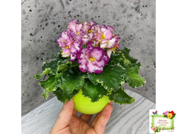 АВ-Буря Эмоций (Фиалковод) 2020 г.