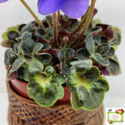 Mac's Pizza Pizzicato (G. McDonald) 01/31/2008 (гёрл-лист)