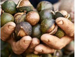 Макадамии масло рафинированное 50 мл