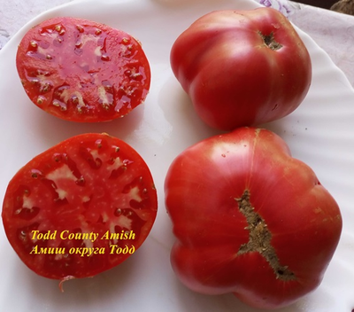 Томат Амиш округа Тодд (Тодд Амиш Конти, Todd Amish County )