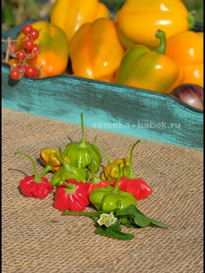 Перец острый Brazilian Starfish (Бразильская Морская Звезда), 10 шт