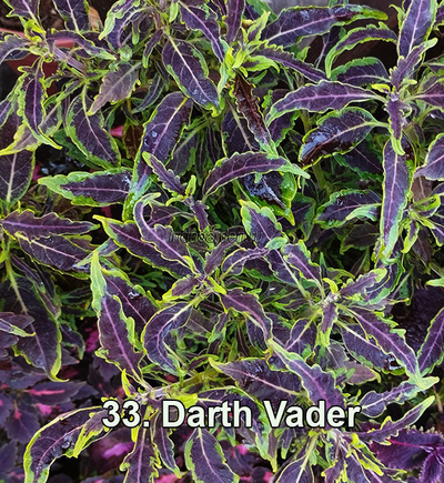 Колеус Darth Vader