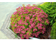 Голдфлейм спирея японская(Spiraea japonica Goldflame)(20-40/3л)