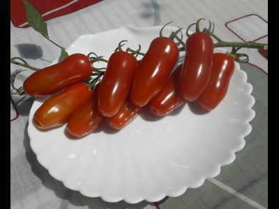 Томат  Черевички