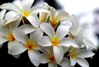 Франжипани / Frangipani (Plumeria alba) абсолю 1 г