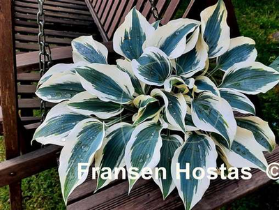 Хоста Blue Ivory