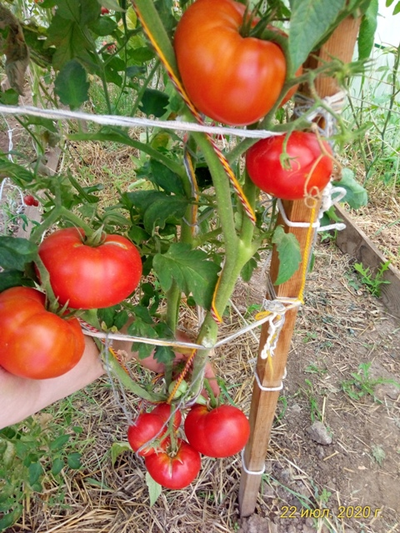 Томат Земляника Маргариты (Strawberry Margarita) США