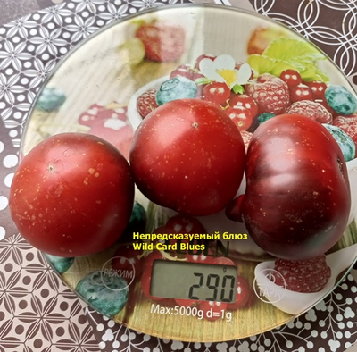 Томат Непредсказуемый блюз (Wild Card Blues) США