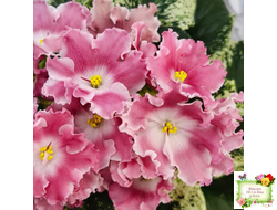 НД-Морковка (Н. Данилова-Суворова) 2021 г.