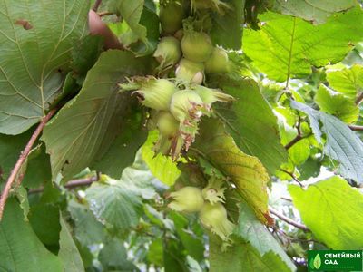 Фундук (лещина) "Первенец"