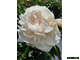 Paeonia Elsa Sass