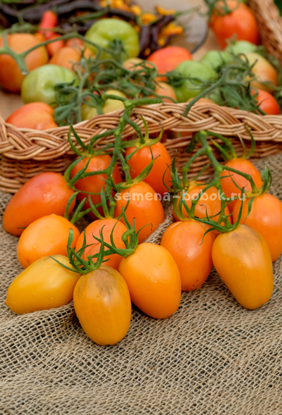 Томат Orange Roma (Оранжевый Римский), 10 шт