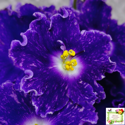 DS-Сияющий Колокольчик (Dimetris) 2014 г.