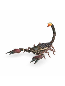 пауки Скорпион emperor scorpion