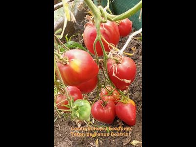 Томат Сосок Венеры Беатрикс (Teton de Venus Beatrix), Польша